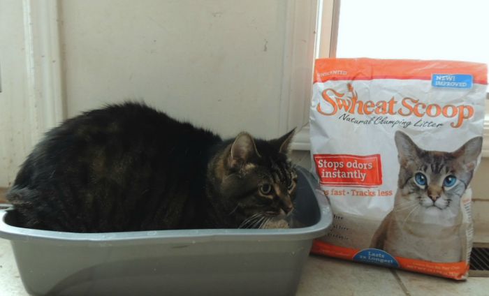 Looking for a clay-free kitty litter that is not only clumps but is good for the environment? See what we think of sWheat Scoop Kitty Litter here!