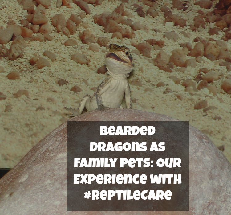 Considering adding a bearded dragon or other reptile to your family? See our own experience with reptile care & reptile ownership here!