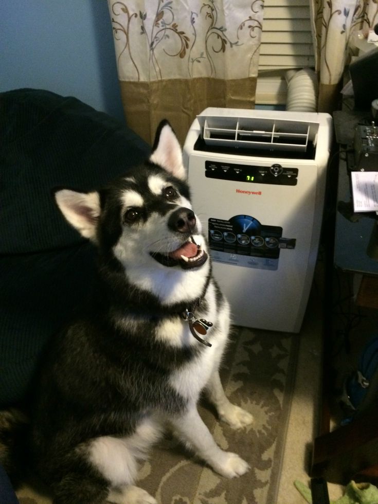 Looking for a way to make your house or apartment cooler? See what we think of the Honeywell MN12CESWW Portable Air Conditioner with Remote Control here!