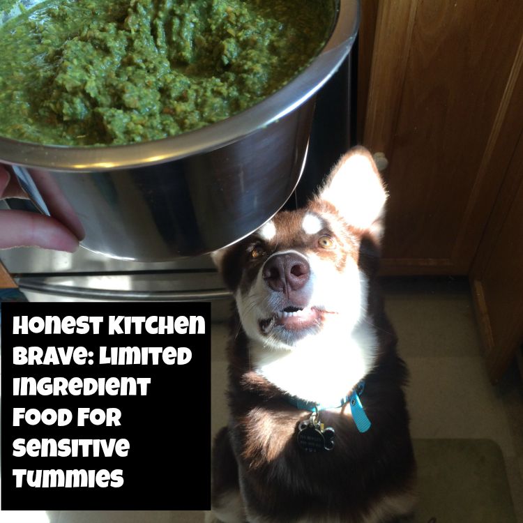 Looking for an amazing food for dogs with allergies or sensitive tummies? See why we love Honest Kitchen's new limited ingredient line here!