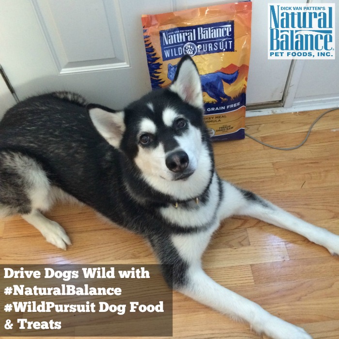 Looking for high protein dog food made from quality ingredients? See what we think of Natural Balance Wild Pursuit Dog Food here!