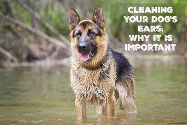 Do you clean your dogs ears? Learn why you should be cleaning your dogs ears & how to do it easily clean your dogs ears at home here!