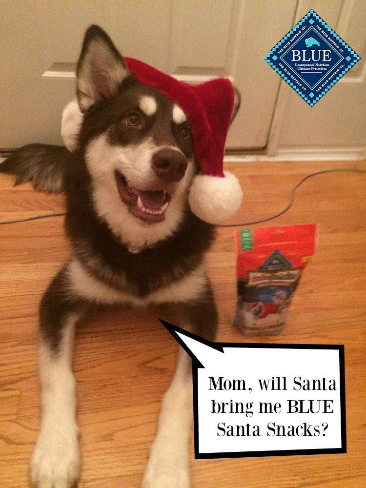 Want to make the holiday season even better for dogs? Give them a fun stocking stuff this holiday season with Blue Buffalo #BLUESantaSnacks!