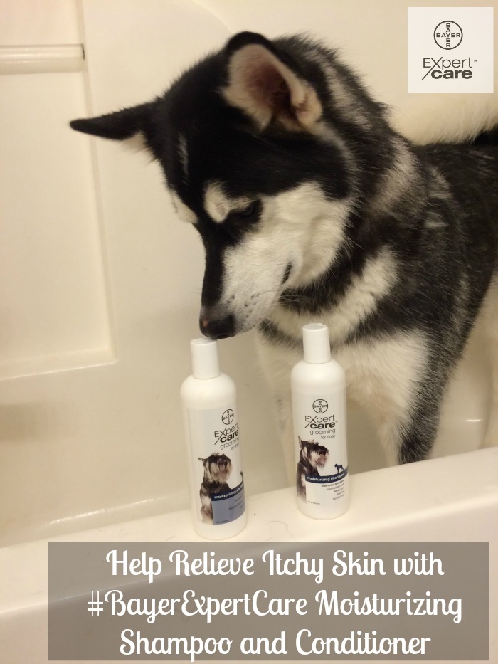 Looking for quality grooming products for dogs that are perfect for sensitive, dry skin? See what we think of #BayerExpertCare Moisturizing Shampoo and Conditioner here!