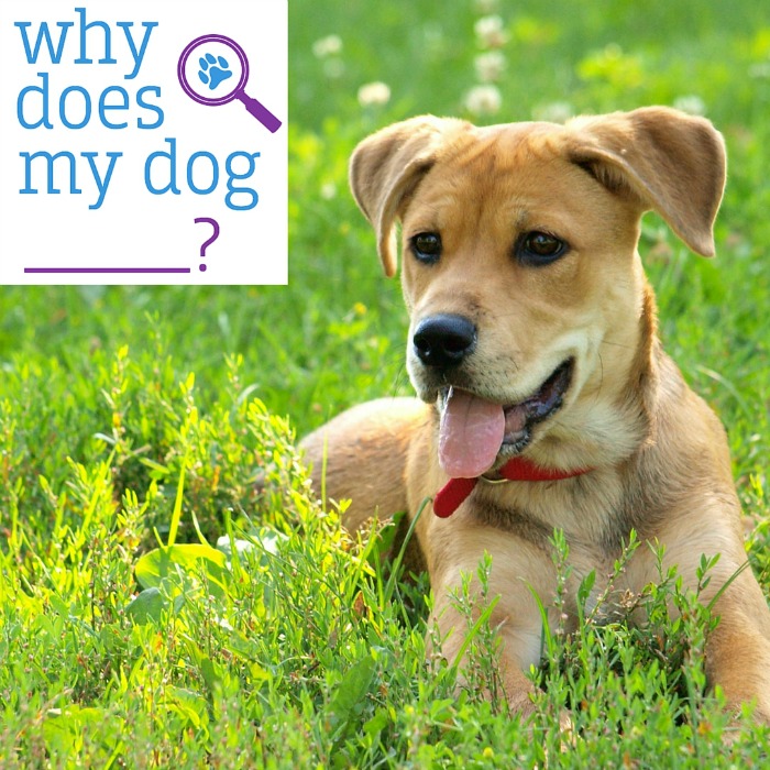 Need help with training your dog & helping build a better relationship between you & your dog? See what we think of Why Does My Dog? here!