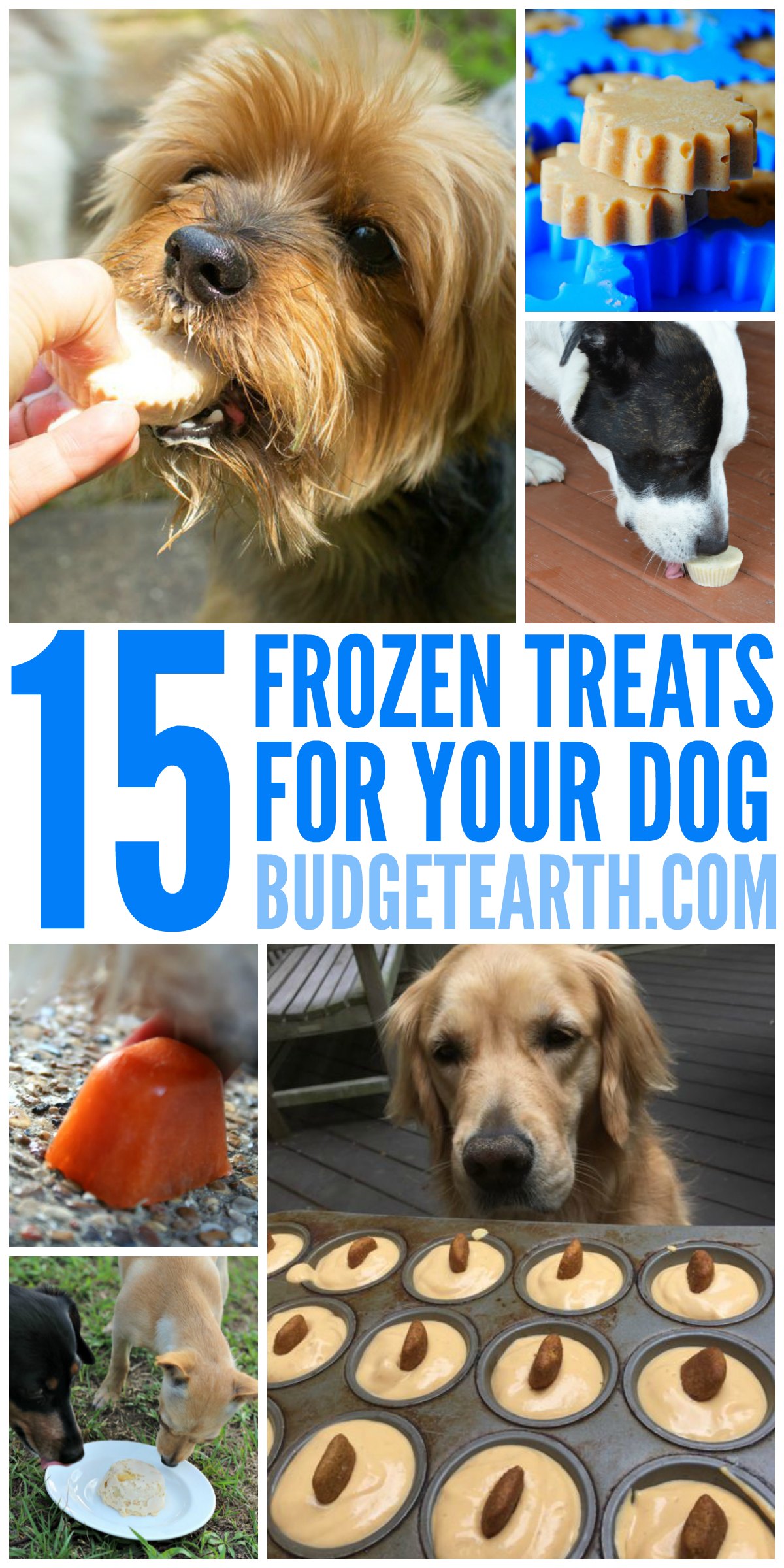 Looking for some delicious summer treats for your dog? Check out these 15 Frozen Treat Recipes for dogs here!