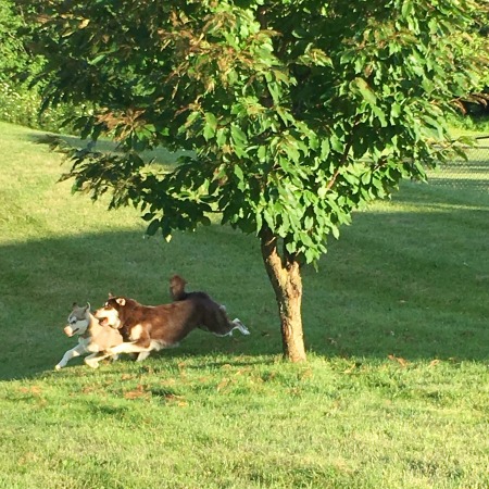 two dogs running in the summer heat