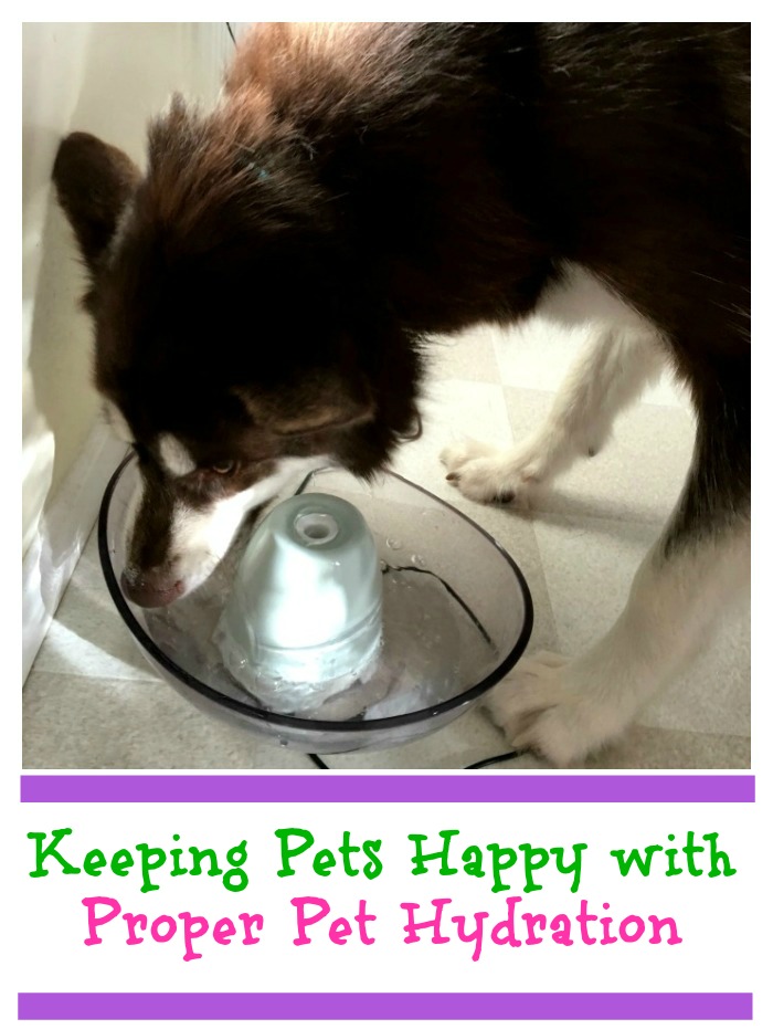 Did you know that dehydration is a serious problem for dogs & cats during the summer? See why dog hydration is important & how you can help here!