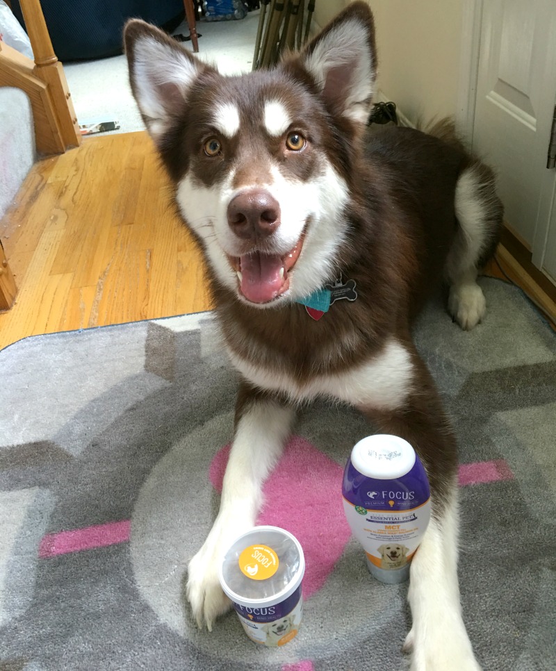 Looking for some amazing pet vitamins for your favorite dog? See what we think of 21st Century Pet vitamins here!