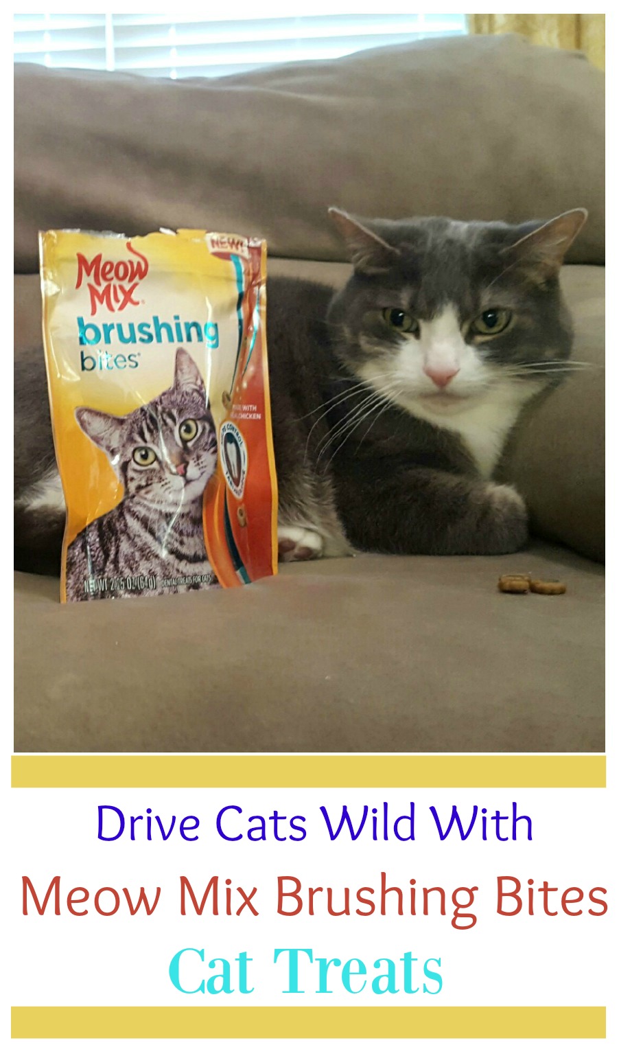 Want to protect your cats teeth from tartar & decay? Learn how you can while spoiling your cat with Meow Mix Brushing Bites Cat Treats here!