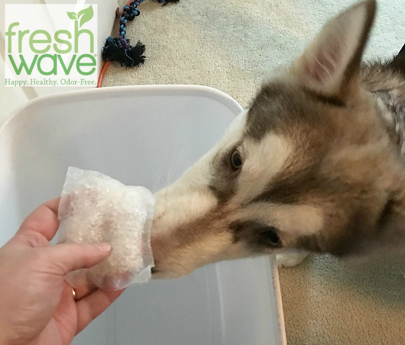 Love your pets but tired of your house smelling like your dog or cat? See why we are huge fan of Fresh Wave's line of natural odor fighting products here!