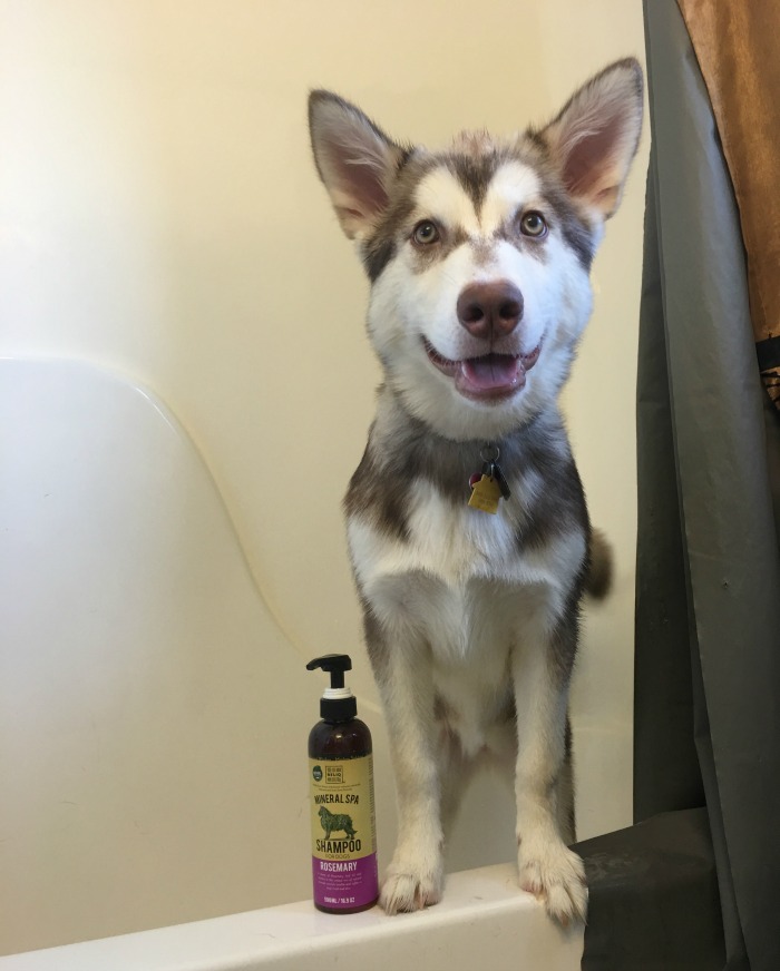 Looking for an amazing dog shampoo that not only eliminates odor instantly but leaves your dog feeling super soft? See why we love Reliq Dog Shampoo here!