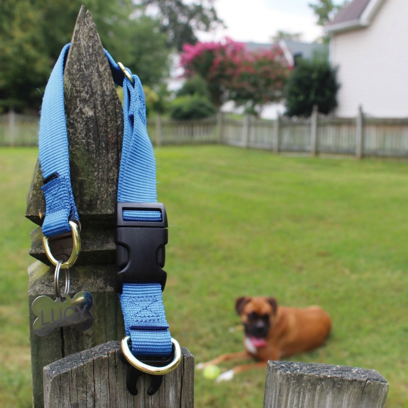 Does your dog wear a collar daily? See why is important that you know about dog collar safety here!