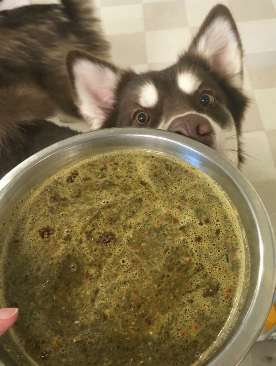 Looking for a dehydrated dog food that isn't just yummy for dogs but gives the benefits of raw feeding? See what we think of WellyChef RAW Low Temperature Dehydrated Dog Food here!