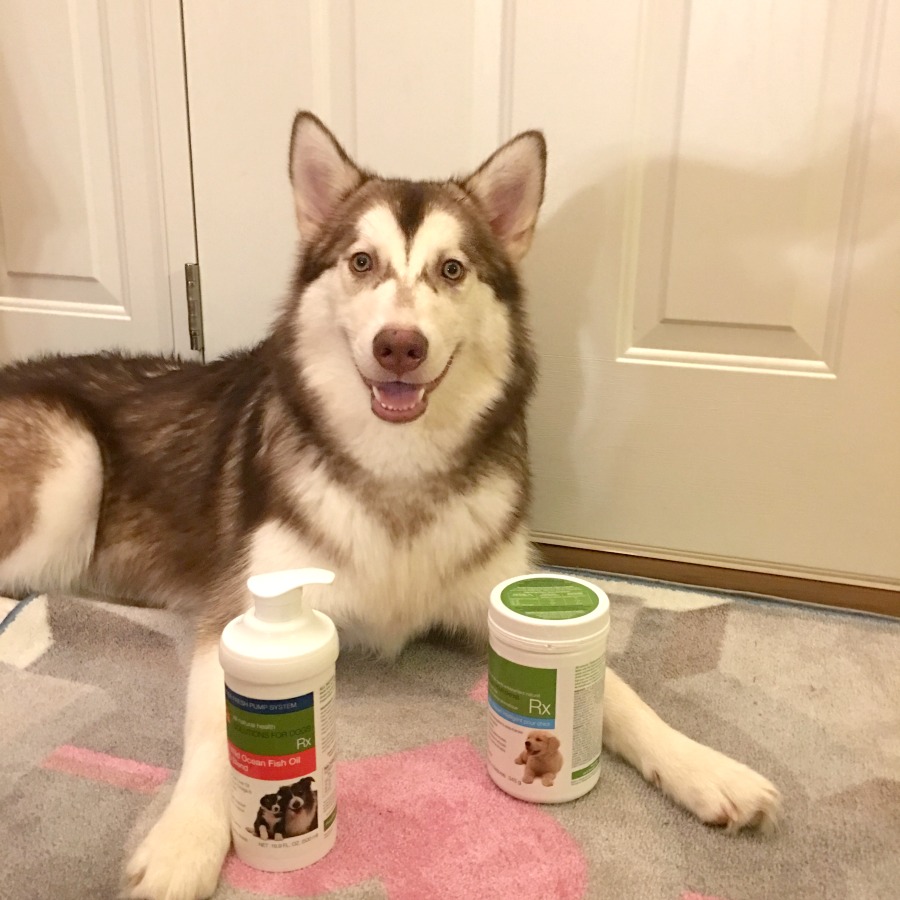Looking for a way to keep your dogs healthy & happy? See what we think of WellyTails dog supplements here!