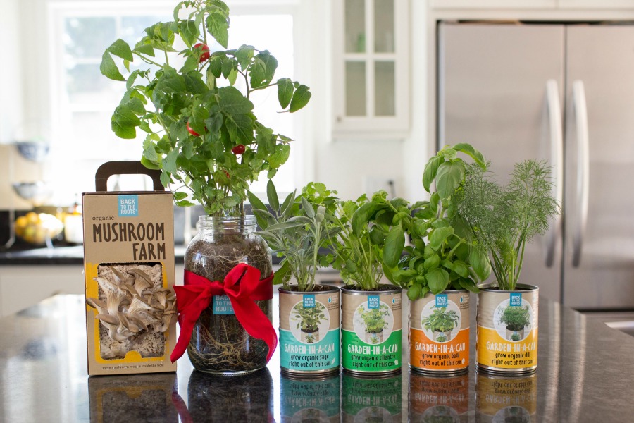 Are you considering having your own garden indoors? See why we are fans of Back to the Roots organic garden sets here!