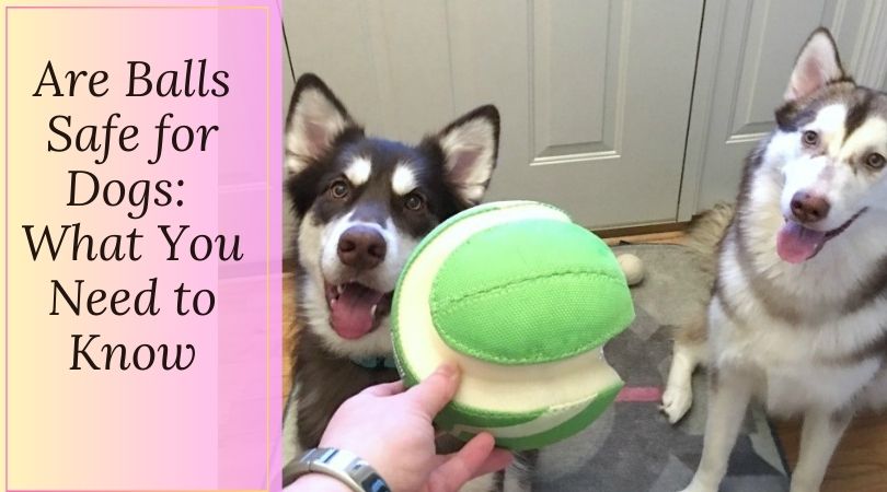 are ball safe for dogs with two alaskan malamutes