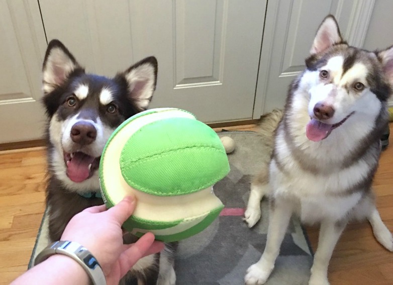 Do you let your dog play with tennis balls & other balls at home? Learn what you need to do at home to protect your dog(s) from one of their favorites toys here!
