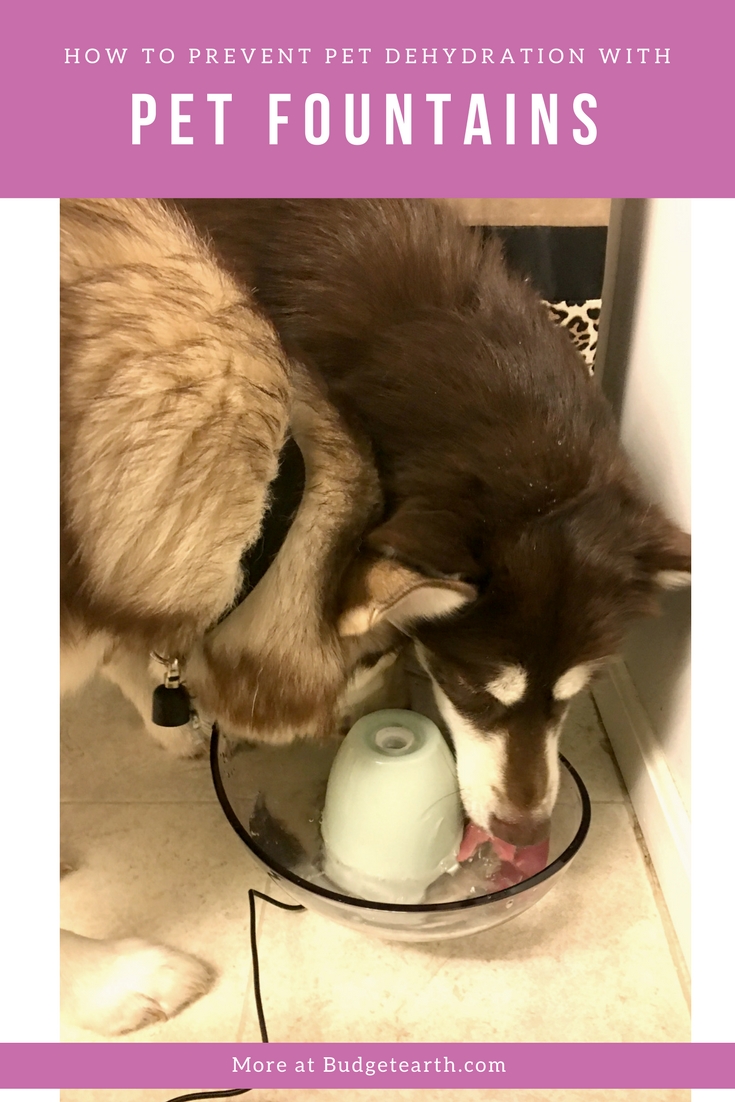 Want to keep your pet healthy & happy as long as possible? Learn more about pet dehydration & how you can prevent it with a pet fountain here!