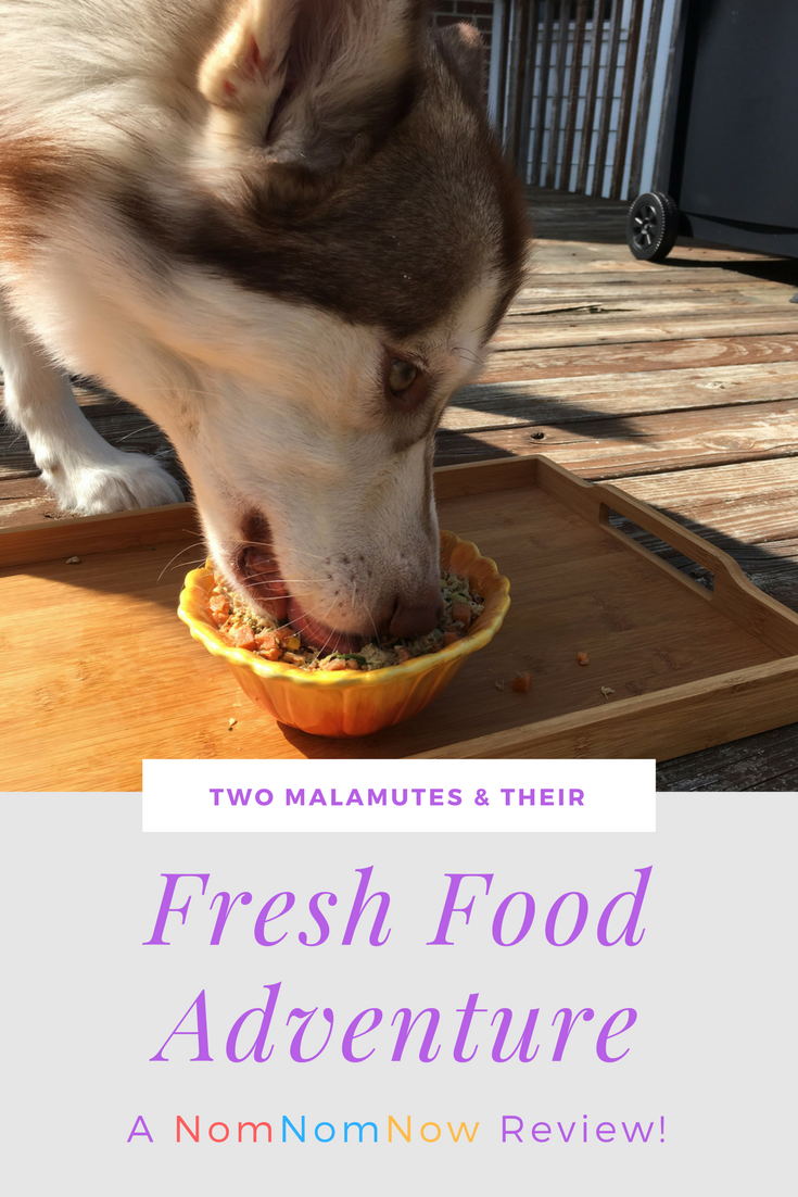 Considering starting your dog on a fresh dog food diet but not sure where to start? See what we think of feeding NomNomNow for 1 month with our girls here!