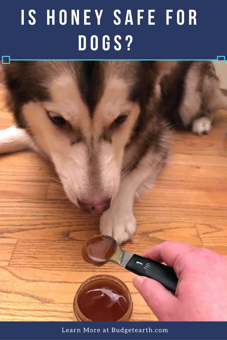 Alaskan Malamute tasting honey