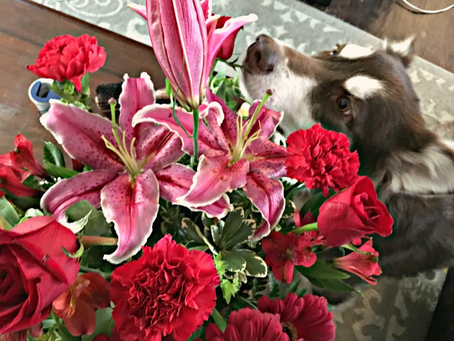 Ivi the red & white Alaskan Malamute smelling red roses, pink lilies, & other red Valentine's Day flower arrangement flowers