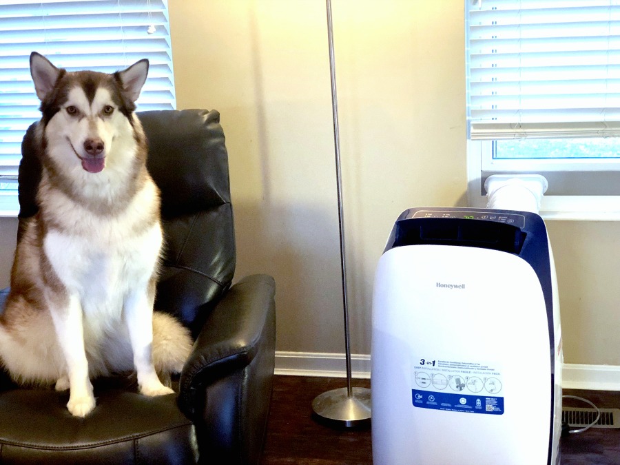 red & white Alaskan malamute sitting on black leather chair next to Honeywell Portable Air Conditioner