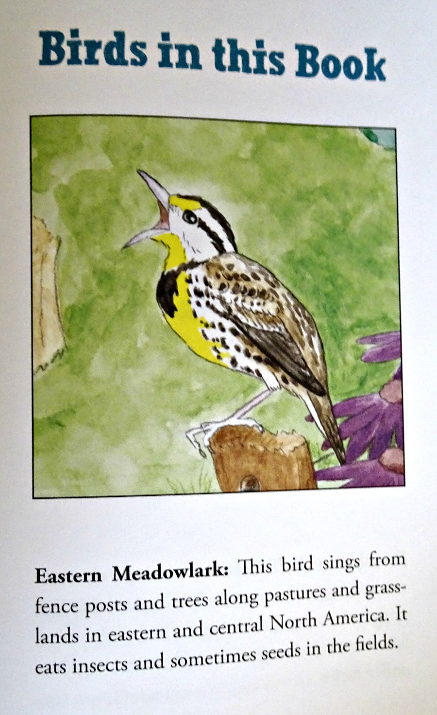 Birds in This Book Guide 