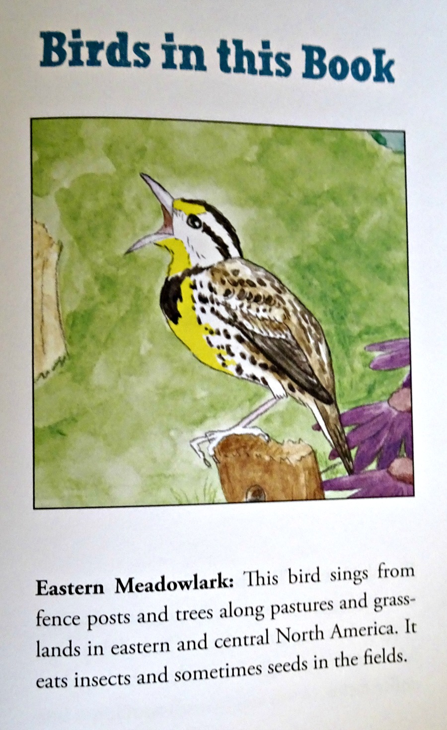 Birds in This Book Guide 
