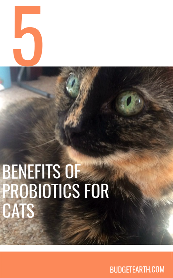 Does your cat often suffer from tummy troubles? Check out the benefits of administering probiotics to your pet here!