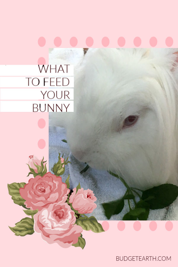 rabbit eating mint on flower background