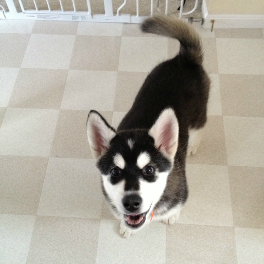 Black and White Alaskan Malamute Puppy Reya smiling