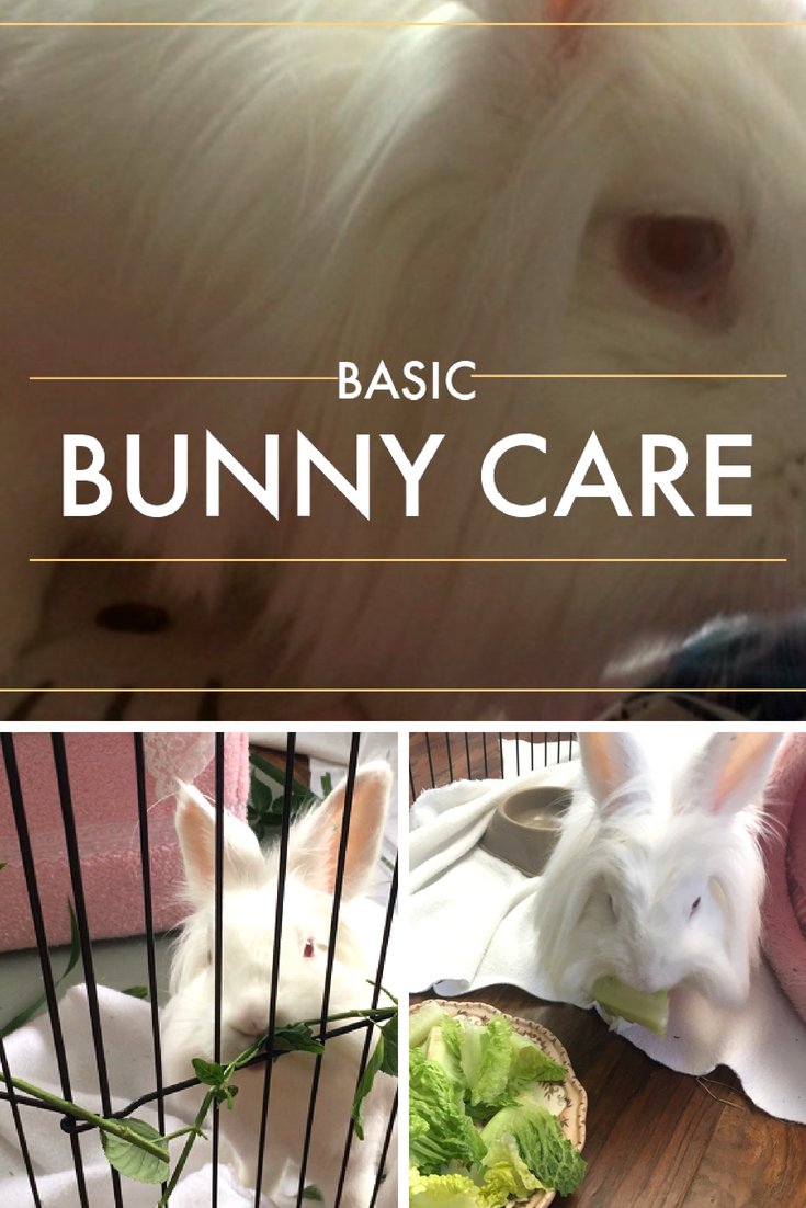 basic bunny care