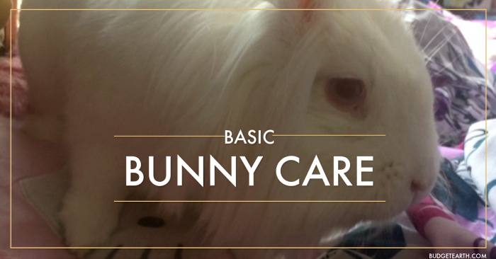 Thinking of letting a rabbit burrow its way into your family? Get the scoop on basic bunny care here!