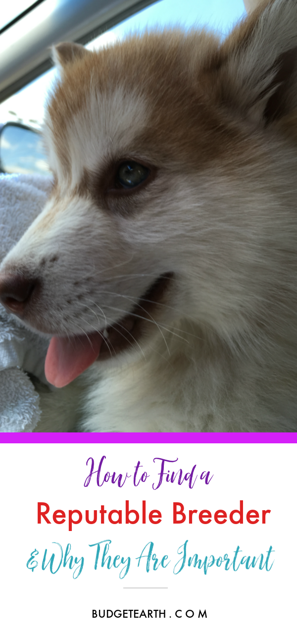 How To Find A Reputable Breeder Why They Are Important Budget Earth