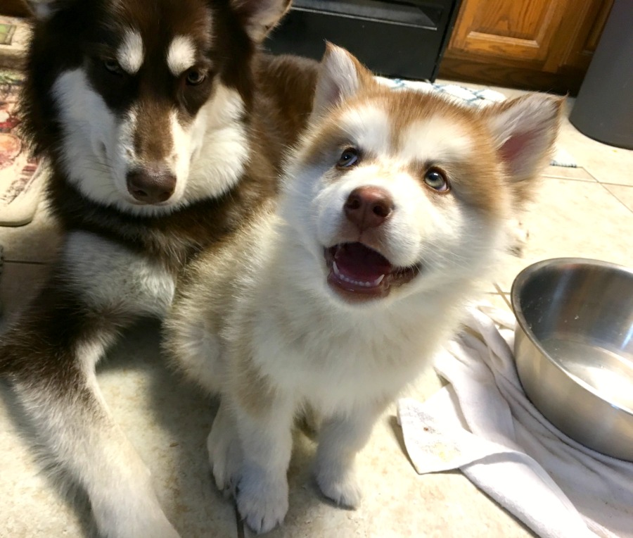 Red Alaskan Malamute and Puppy sitting in Kitchen while Puppy smiles