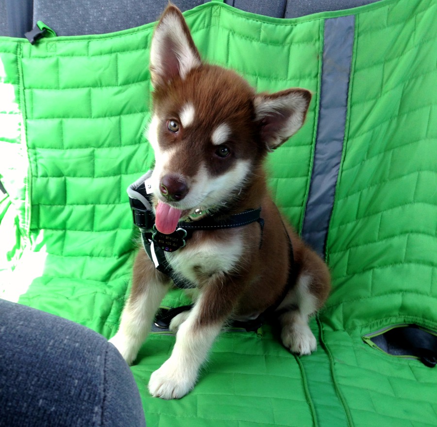 Red and White Alaskan Malamute Puppy in Car