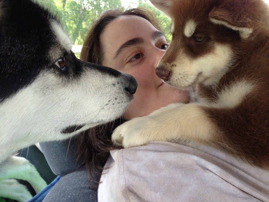 Two Alaskan Malamutes meeting after picking up new puppy with mom