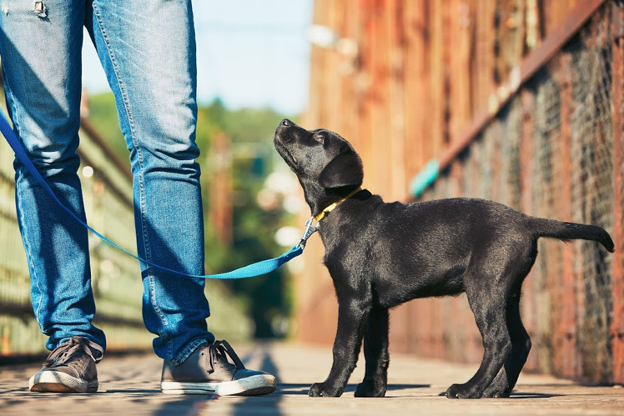 dog being walked