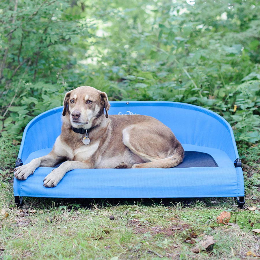 4 Must Have Summer Dog Toys Budget Earth