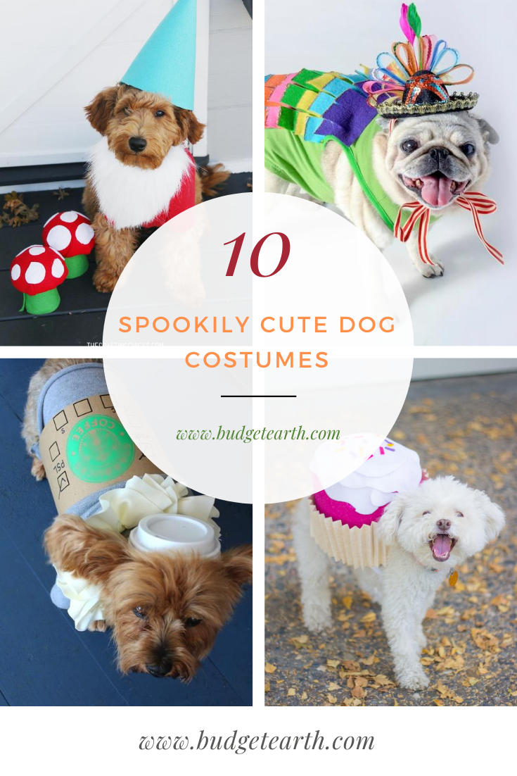 pictures of Halloween dog costumes