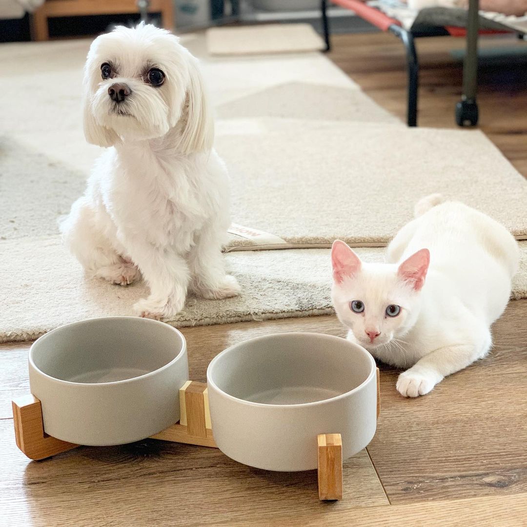 dog & cat with ceramic dog bowl set