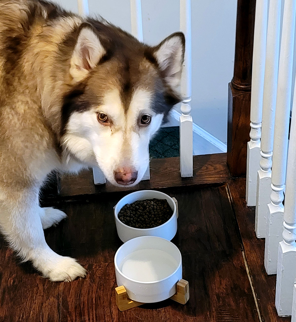 white double ceramic dog bowl set