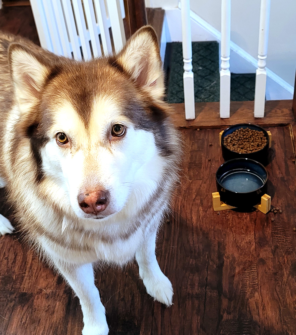 blue galaxy ceramic dog bowl