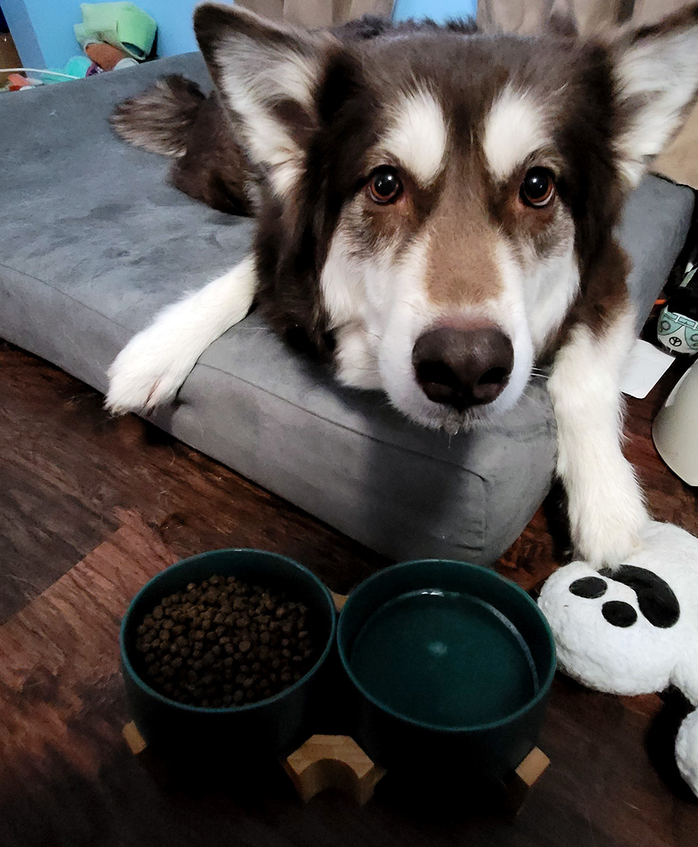 slanted dog bowl set with alaskan malamute