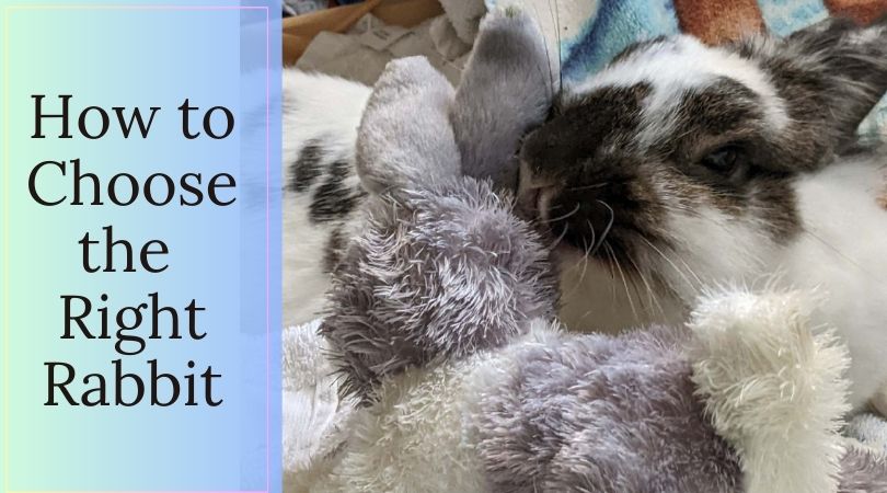 how to choose the right rabbit with bunny holding stuffed bunny