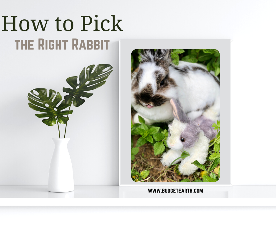 How to Choose the Right Rabbit