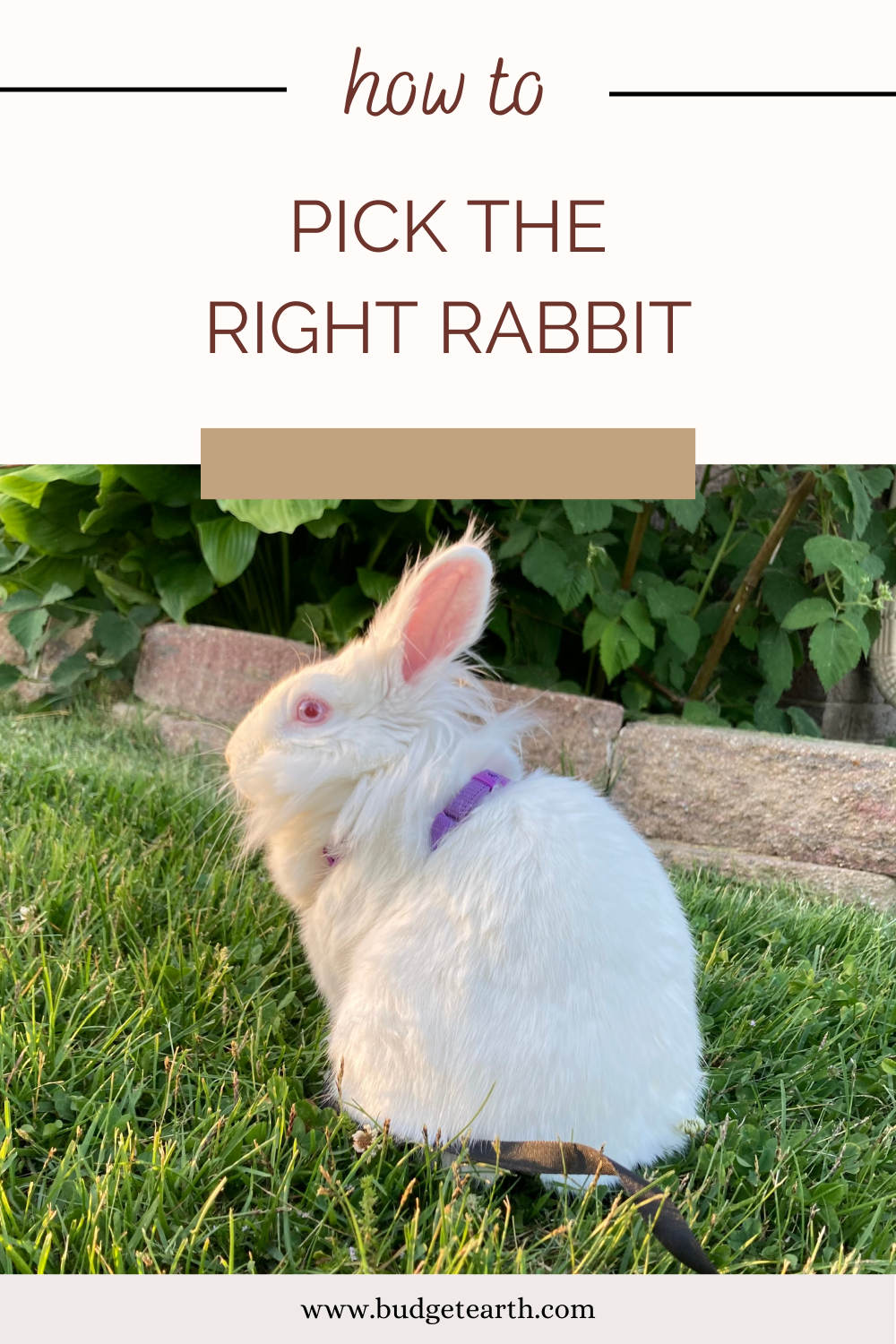 picture of rabbit sitting on grass