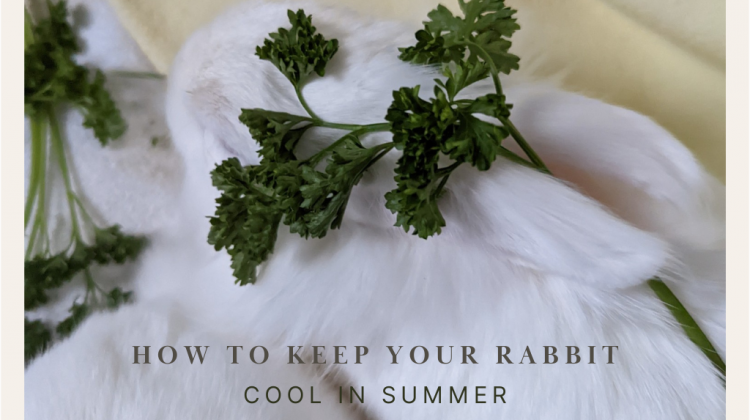 picture of rabbit trying to stay cool