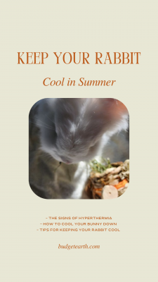 How do you keep rabbits cool in hot weather? Learn the signs of hyperthermia, ways to help your bunny cool down, and tips for keeping your rabbit cool here!